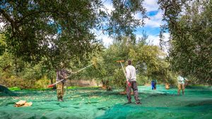 abbacchiatore-elettrico-per-olive